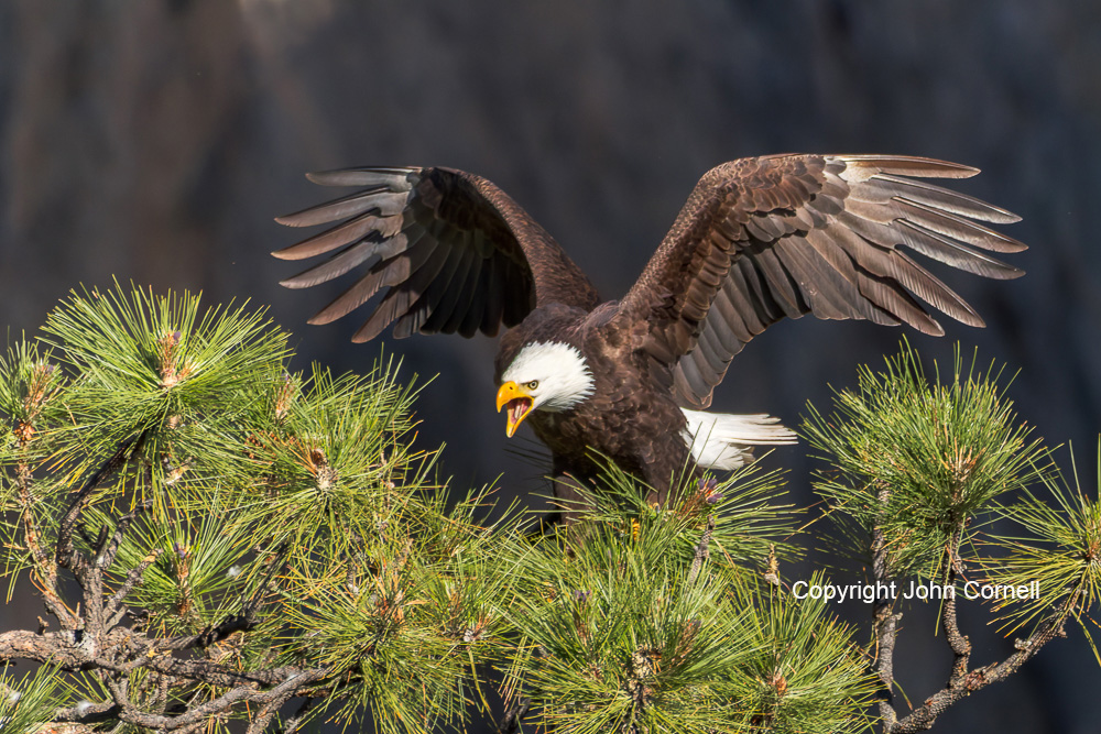 Bald Eagle;Calling;Eagle;Flying Bird;Haliaeetus leucocephalus;Photography;action;active;aloft;behavior;birds;color image;flight;fly;flying;in flight;motion;movement;one animal;soar;soaring;wing;winged;wings